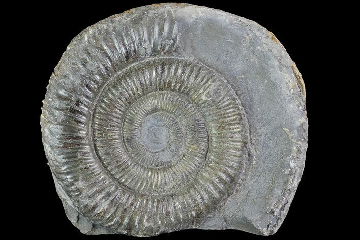 Dactylioceras Ammonite Fossil - England #84919